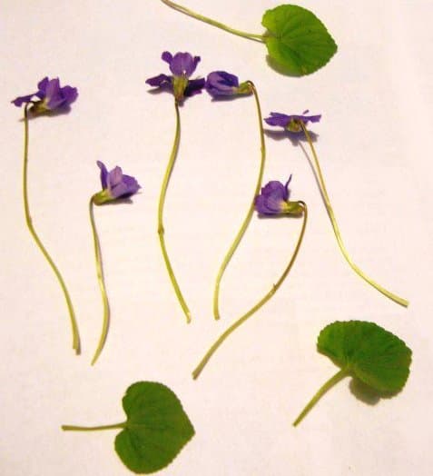 These sweet little flowers are just perfect, with their papery flowers, delicate leaves, and thin stems. The hard part will be waiting to see how they turn out.
