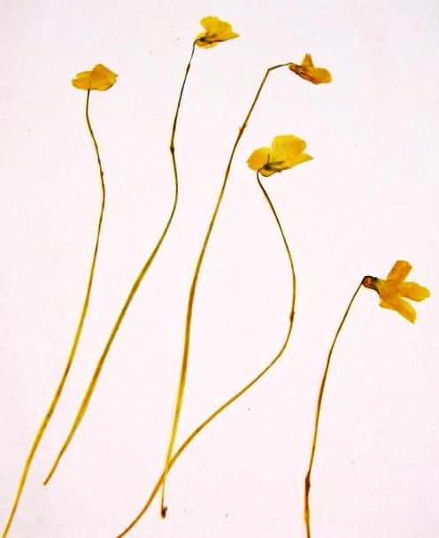 These buttercups pressed up beautifully and I was pleasantly surprised. Such a cheerful spot of color!