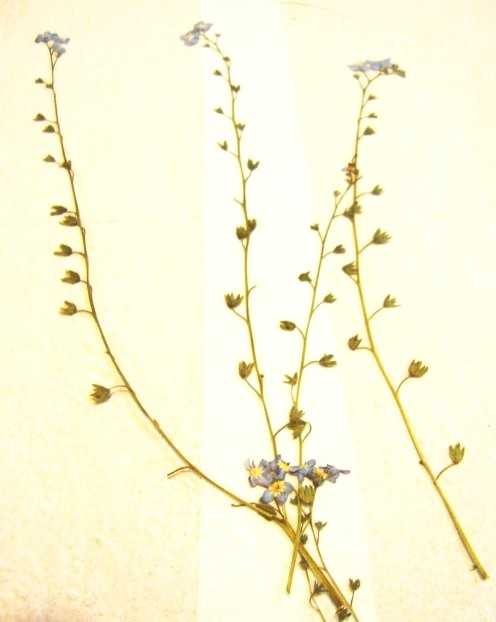 I was delighted with how these forget-me-nots turned out and liked how all the little parts running up the stems looked enchanting.