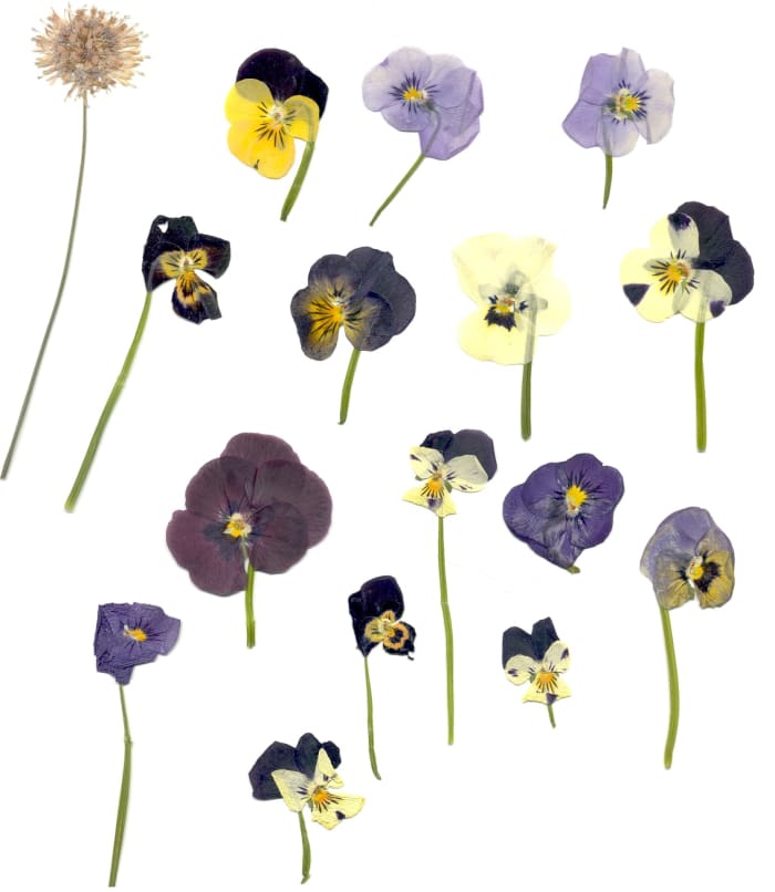 Pretty up any object with pansies.