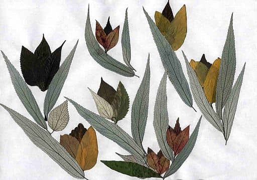 As can be seen, pressed leaves can be quite striking.