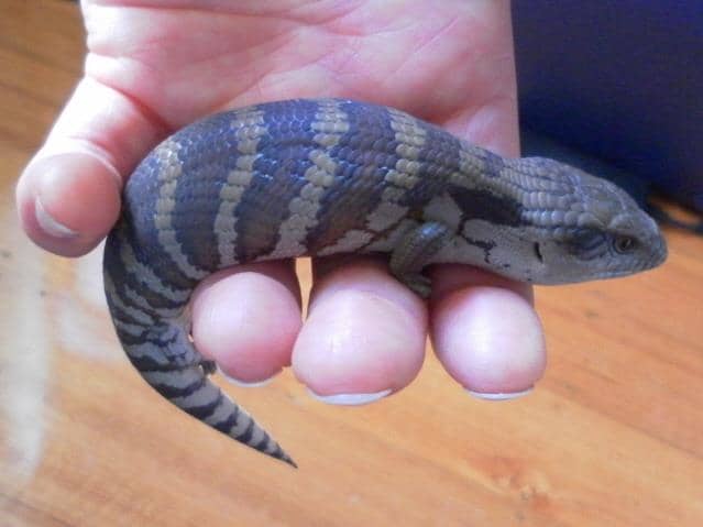 A baby blue tongue lizard. The babies are usually born in the summer. Sometimes I find around 5-10 babies in different parts of the backyard. Some grow into adults and went somewhere to mate. Others hang around for a few years.