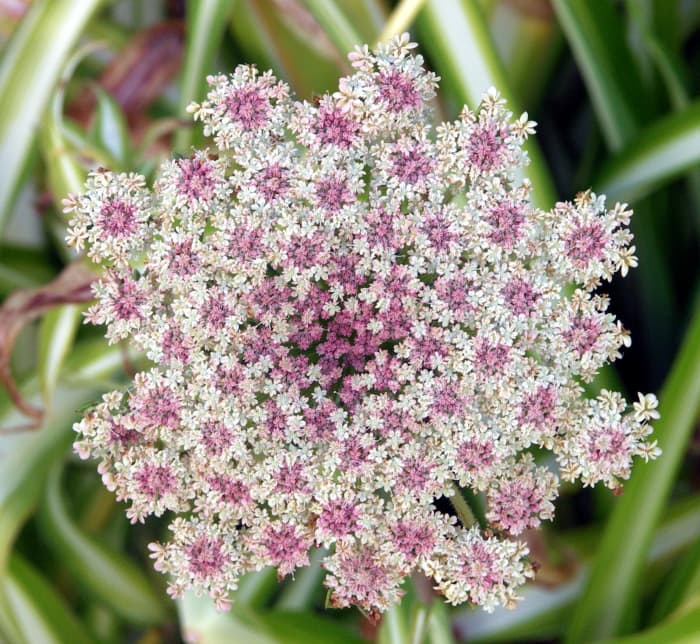 carrot seed essential oil is marvelous for giving the skin a boost, particularly beneficial for mature skin.