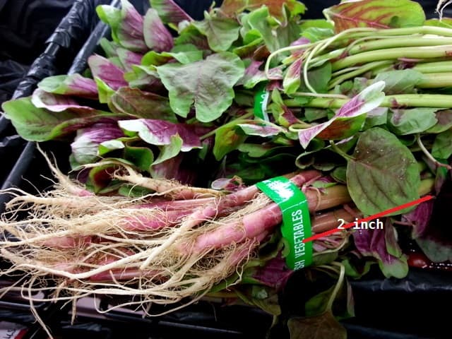 Planting Chinese Spinanch: Cut about 2-inches from the root section and place it in your pot or plant outside