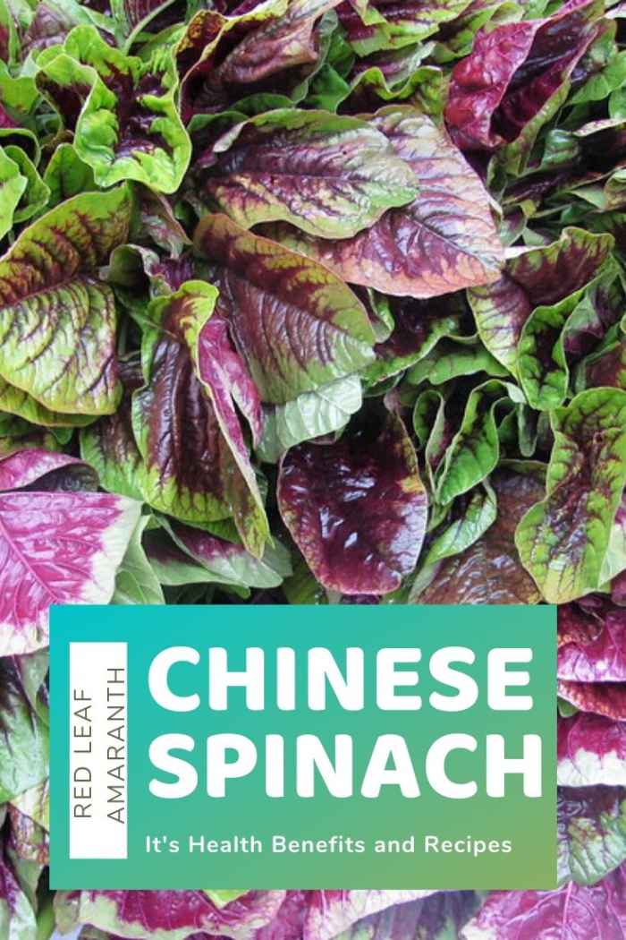 Chinese Spinach Benefits and Recipe (Yin Sai, Edible Amaranth) HubPages