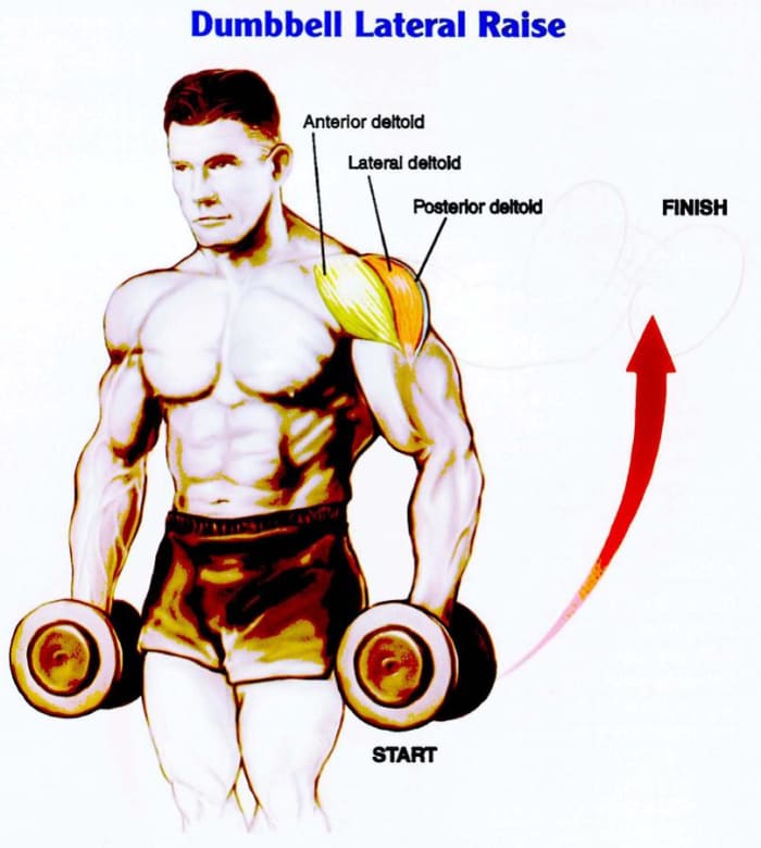 The target of this exercise is the lateral head (orange segment above) of the deltoid. Building mass in this area will increase the width of your shoulders.
