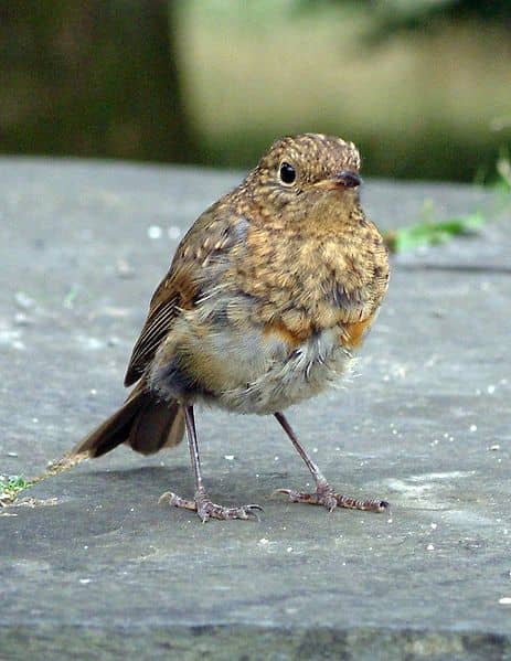 Juvenile robins have a spotty, speckled brown plumage, with no hint of a red breast which develops later in the summer. In its first year, the robin has a one in six chance of survival.