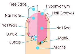 Nail anatomy. The Matrix the Mantle the Nail Bed the Nail Grooves the Free Edge the Smile Line the Nail Plate the Nail Walls the Lunula the Cuticle the Hyponychium the Peronychium and the Eponychium: