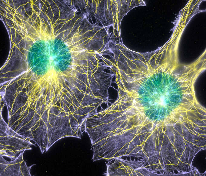 Filamentous actin and microtubules (structural proteins) in mouse fibroblasts (cells) (1000x), Fluorescence. / The Scripps Research Institute.