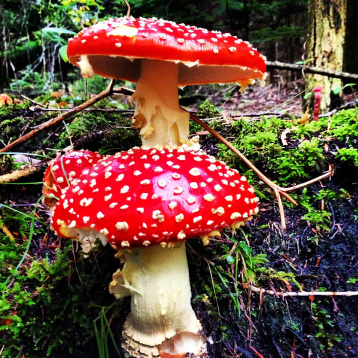 Picking Edible Wild Mushrooms, Wild Mushroom Hunting POISONOUS fly agaric,, Do Not Eat