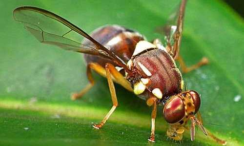 How to get rid of Fruit Flies and prevent them from Coming Back - HubPages