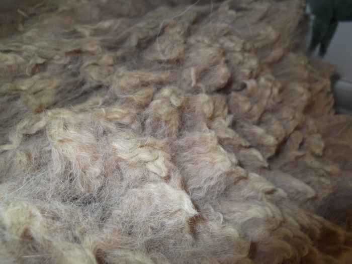 Alpaca fleece is not as greasy as sheep wool. It is delightful to spin and lovely to wear.