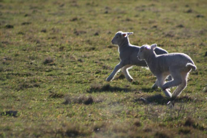 Lambs are extremely cute and, in many ways, less demanding as pets than alpacas.