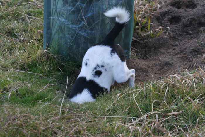 If your dog discovers a new hole in your yard area, fill the hole in or fence it off to make sure your alpacas don't accidentally break a leg.
