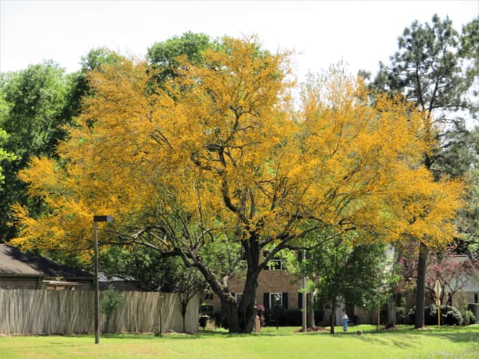 Growing Huisache Trees in Southern Landscaping: Beauty and the Beast