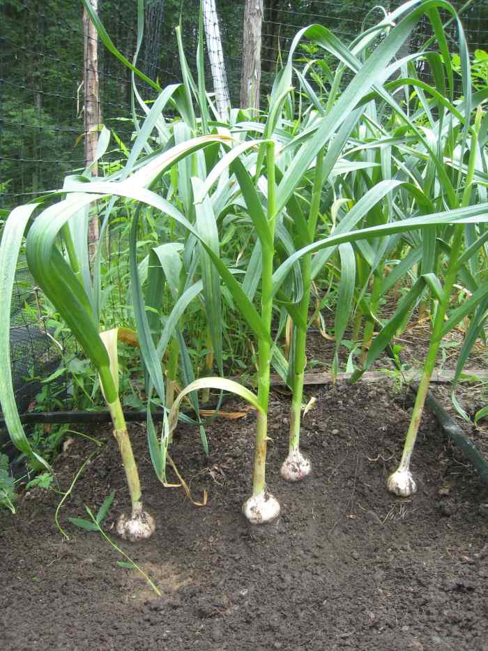 10 Root Crops Grown in the Philippines Owlcation