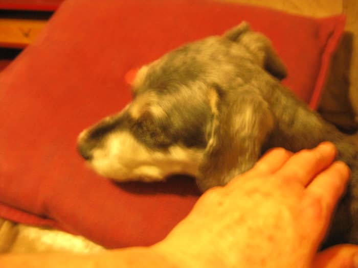 Her beautiful coat must be cut short and around her eyes shaved since her KCS diagnosis.