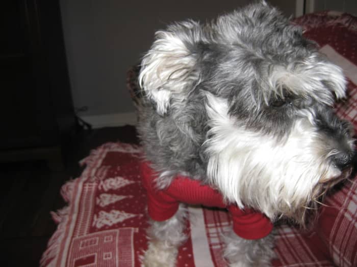 My darling Puppy Girl in all her furry glory, B.K. (before KCS) and B.B. (before blindness)