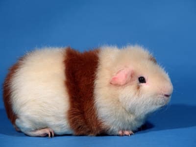 All About Caring for Your Guinea Pig - HubPages