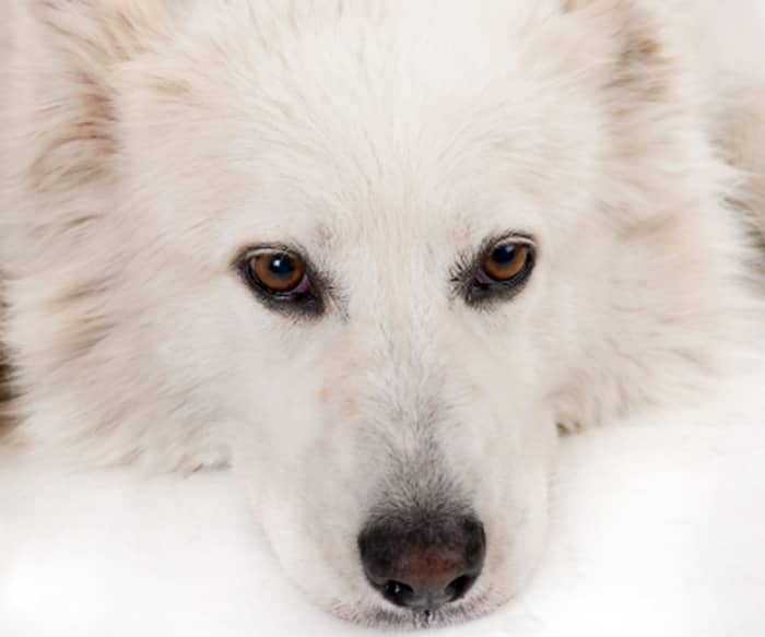 The Chinese imported jerky scandal implicated with 3,600 dogs becoming ill and 580 dying ... and how it affects pet dogs and their owners in the UK.