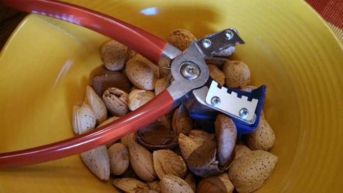 Texas Nutcracker- Notice the perfectly opened Brazil Nut directly to the bottom of the nutcracker!