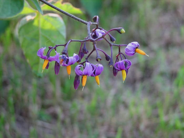 I once picked a bunch of these pretty flowers for some wildflower arrangements I made. Pretty, but can you eat it?