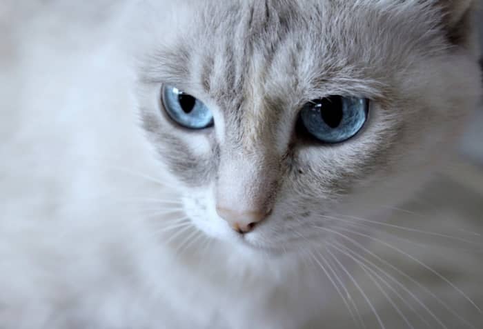 100+ Unique Names for Cats With Blue Eyes - HubPages