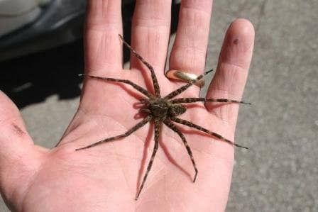 Another example of a dock or fishing spider. Try to see the light or white stripes on the legs of these spiders. They are more pronounced on some than others.