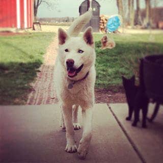 Rocket is an all-white male husky with one blue eye and one brown eye. He went missing on May 10th, 2013 in Central Indiana. Have you seen him?