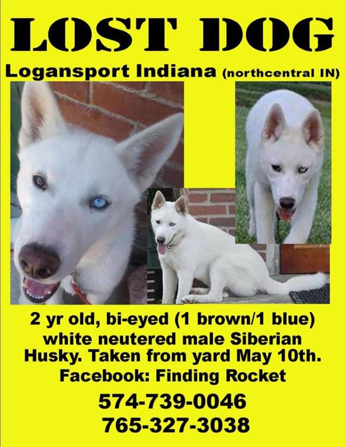 Print out Rocket's Lost Dog poster and put it up in vet's offices in YOUR local area. He could be anywhere in the country, so don't hesitate!