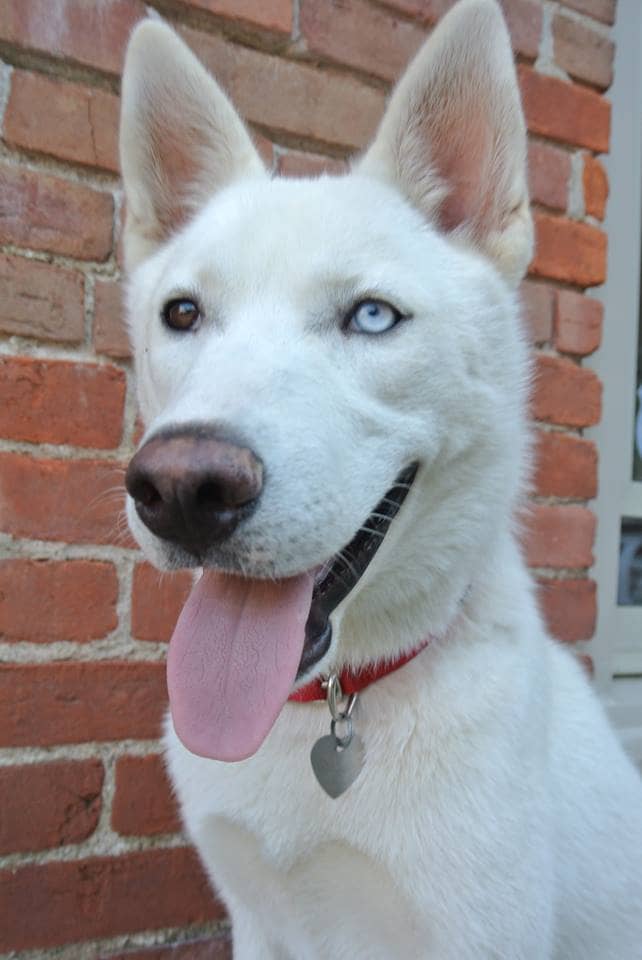 Rocket is an all-white male husky with bi-colored eyes. His right eye is brown and his left eye is blue.