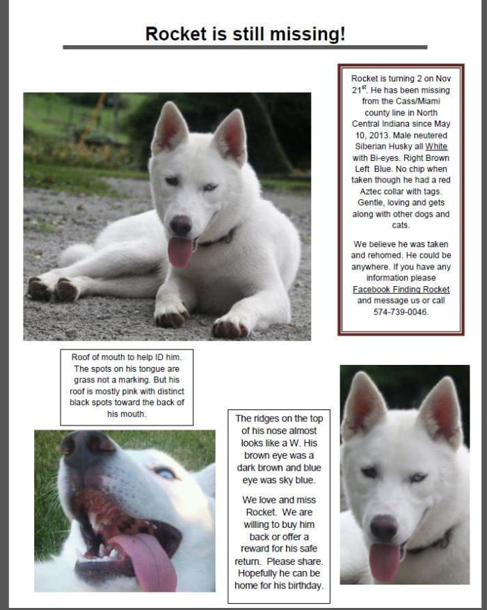 You can help find this beautiful neutered white male husky by spreading the word via this page and his Facebook Page! Social Media shares help!