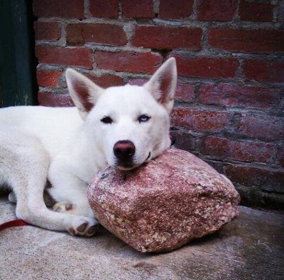 Rocket has a blue left eye and a brown right eye. He is a striking, all-white neutered male husky who went missing in Central Indiana. His family misses him very much!