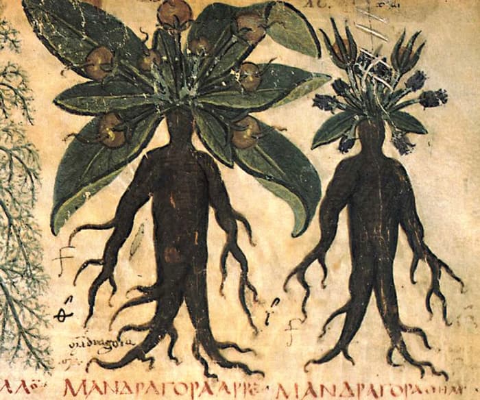 The 'human' roots of Mandrake depicted in a 7th century herbal - the 'Naples Dioscurides' - a treatise of plants and their varied medicinal uses