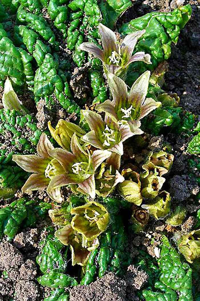 Plants and Flowers in Myth, Legend and Song The True Stories Behind