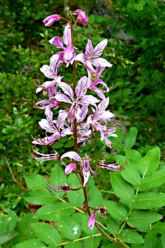 Dictamnus albus bears spikes of attractive flowers, but is most famous for its ability to spontaneously combust