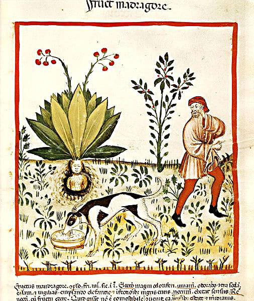 Illustration in a 15th century handbook on health and medicine. Note the roots depicted as a human torso, and the dog employed to safely unearth the plant (see text for a description of this)