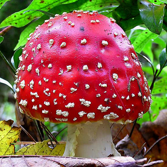 The real toadstool behind the fairy tale, photographed growing in a forest near Wellington, New Zealand