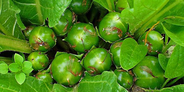 Unripe fruits nestle amongst the leaves of Mandrake - a plant of greater mythology than almost any other - except maybe the Mayflower featured below