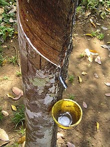 natural latex being sapped from a tree - the first rubberized material - the rubber material right from Mother Nature