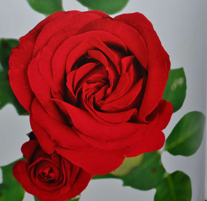 This classic bloom, was selected as "world favourite rose" in 2000 by the World Federation of Rose Society and is listed in the rose hall of fame.The hybrid tea rose "INGRID BERGMAN" named after the Swedish actress, is moderately fragrant.