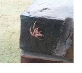 Kay in Oklahoma saw this miscellaneous mailbox marauder crawling on a mailbox. She said it creeped her out. Really?