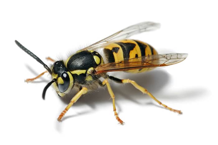 Just Yellow Jackets? Terry are you serious?