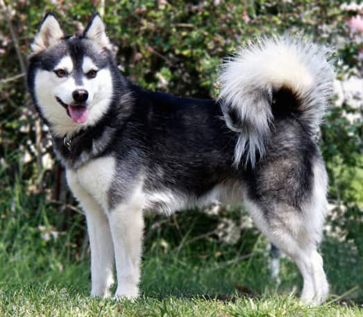 4 year old BIS winner Kukai, a standard, black and white Alaskan Klee Kai May 2009