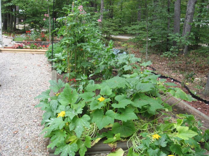 My New Hampshire vegetable garden. Doesn't it look great? You can see why it upset me when moles started tunneling here.
