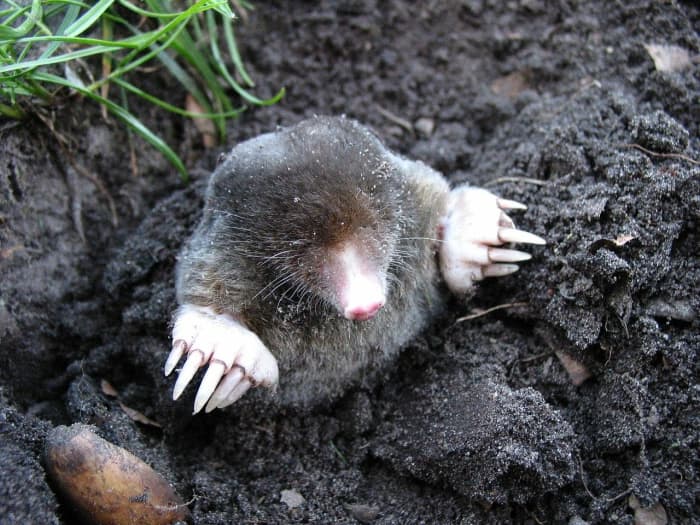 It's rare to see the actually little fellow as mostly they stay underground. He sort of looks like that Whack-a-Mole game, doesn't he?