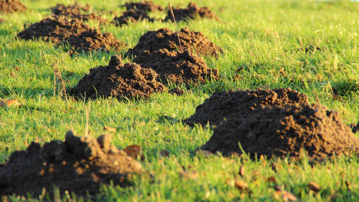 Ack, no one wants their lawn to look like this. Moles are expert tunnelers and can be damaging to the landscape.