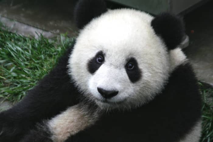 Close up of a cute baby 7-month old panda cub in the Wolong Nature Reserve in Sichuan, China. Photo by Sheila Lau.