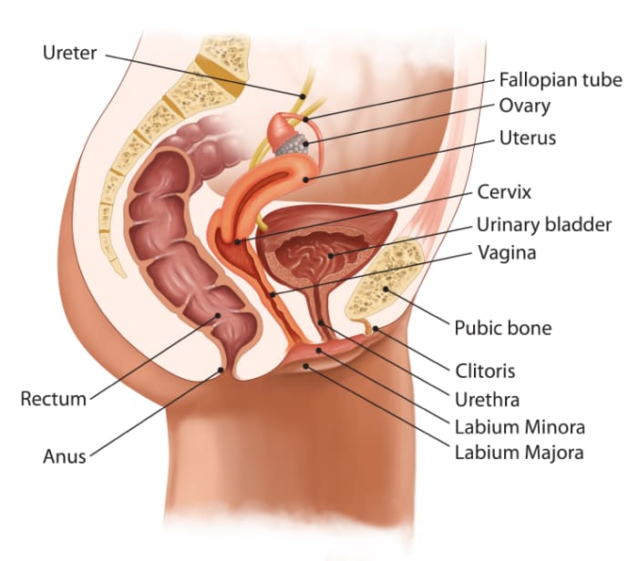 Illustration showing an anteverted (forward-tipped uterus). The top of a retroverted uterus would lean back toward the rectum.
