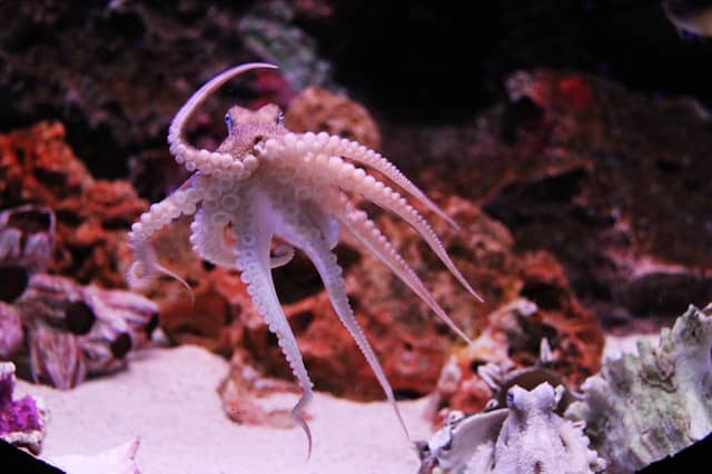Greetings! I am an octopus. I like to swim, but scientists have caught me also using tools and playing by spinning objects in water currents and catching them. I can also find my way through mazes.
